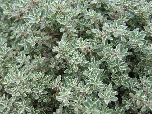 thyme essential oil for sore muscles
