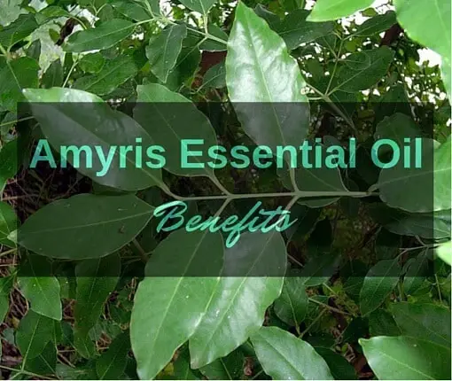 Amyris essential oil benefits