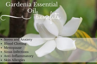 Gardenia Essential Oil Benefits – For Your Massage Needs