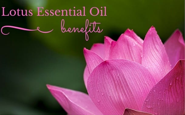 Lotus Essential Oil Benefits