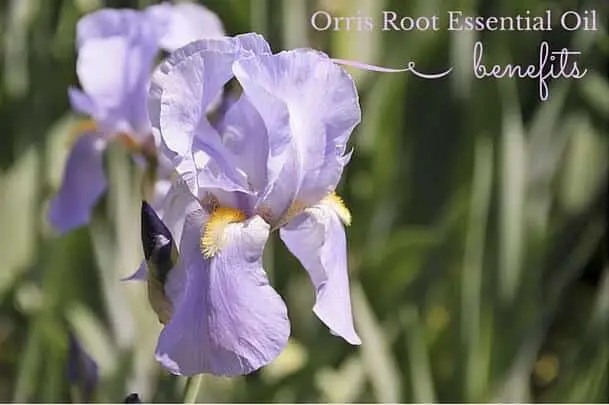 Orris Root Essential Oil Benefits
