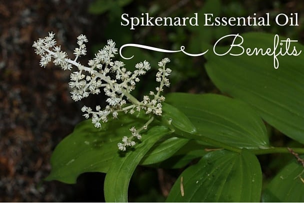 spikenard-essential-oil-benefits-for-your-massage-needs