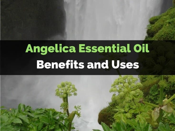 Angelica Essential Oil Benefits and Uses For Your Massage Needs