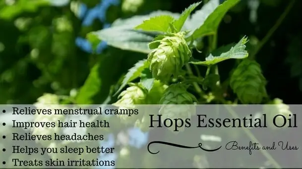 Hops Essential Oil Health Benefits and Uses Listed