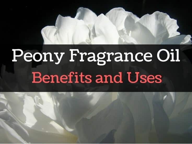 Peony Essential Oil and Fragrance Oil Benefits For Your Massage Needs