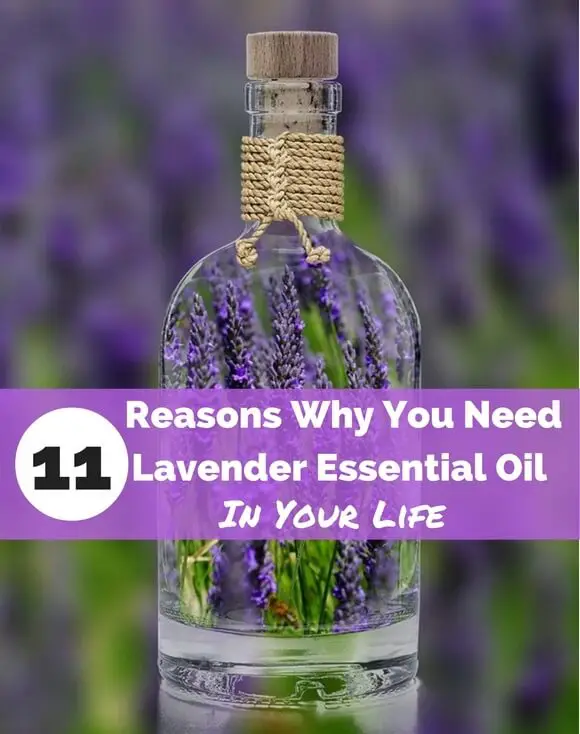 11 Reasons Why You Need Lavender Essential Oil in Your Life 11 Reasons Why You Need Lavender Essential Oil in Your Life