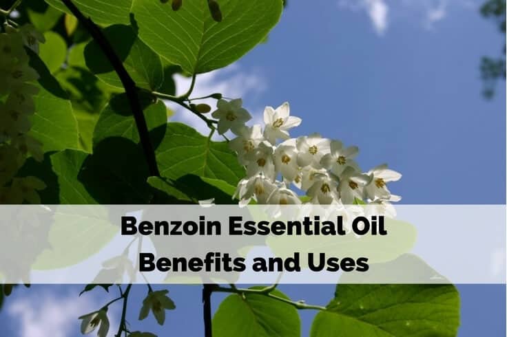 Benzoin Essential Oil Benefits and Uses