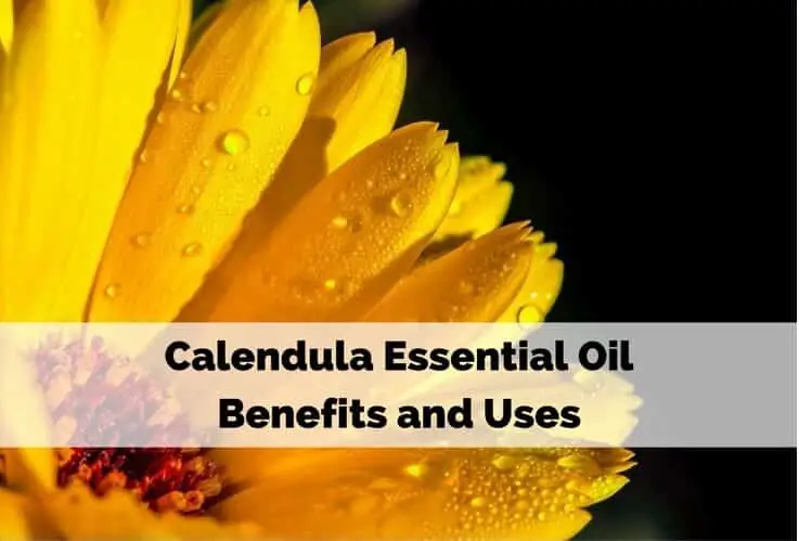 Calendula Essential Oil Benefits and Uses