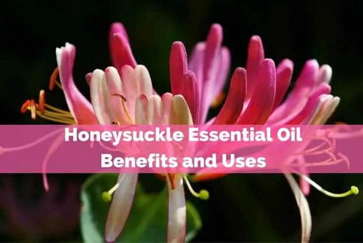 Honeysuckle Essential Oil Benefits and Uses