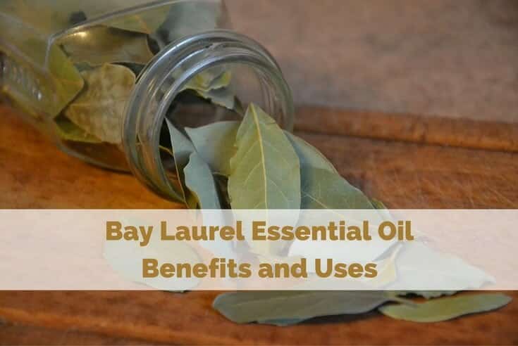 Bay Laurel Essential Oil Benefits and Uses – For Your Massage Needs