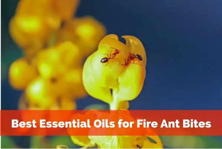 Best Essential Oils for Fire Ant Bites That Work
