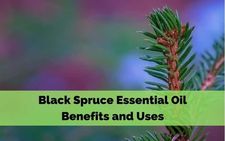 Black Spruce Essential Oil Benefits and Uses