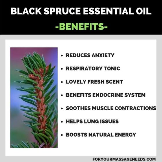 Black Spruce Essential Oil Benefits and Uses For Your Massage Needs