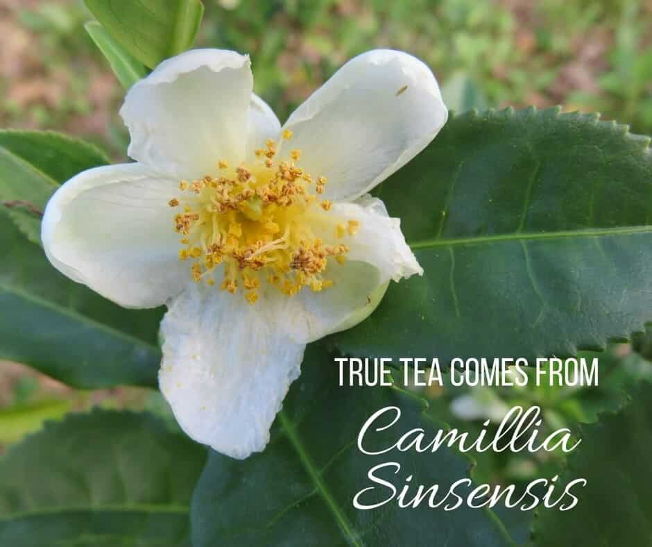 Camillia Sinsensis
