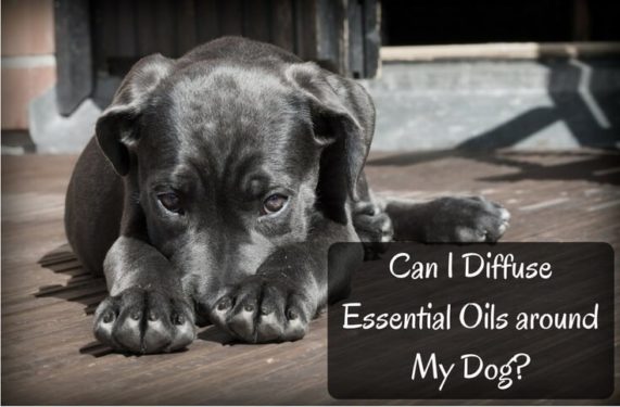 Can I Diffuse Essential Oils around My Dog For Your Massage Needs