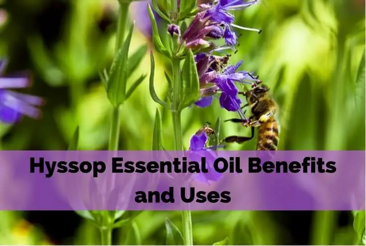 Hyssop Essential Oil Benefits and Uses
