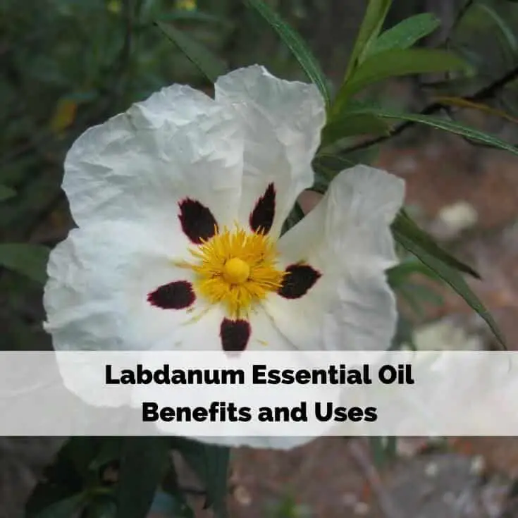 Labdanum Essential Oil Benefits and Uses Image