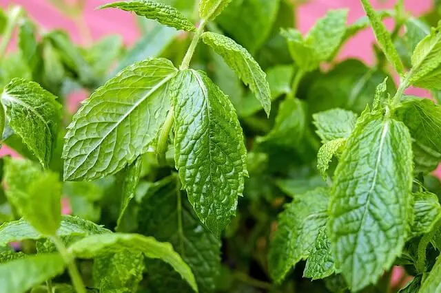 Peppermint essential oil for back pain