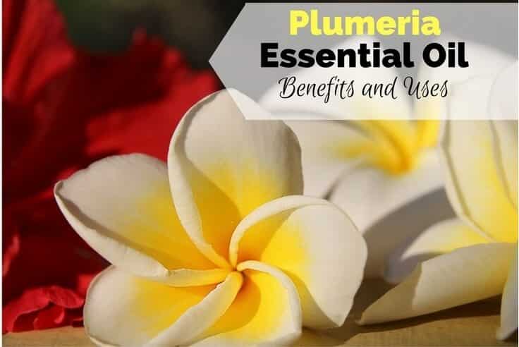 Plumeria Essential Oil Benefits and Uses Image