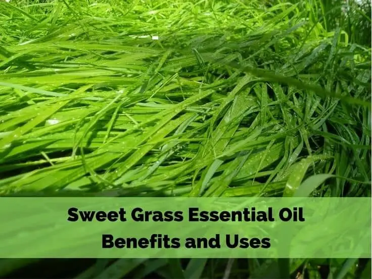 Sweet Grass Essential Oil Fragrance Oil Benefits and Uses For Your