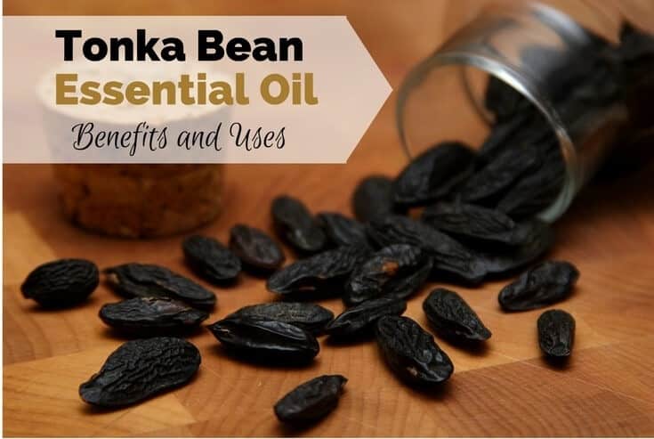 Tonka Bean Essential Oil Benefits and Uses - For Your Massage Needs