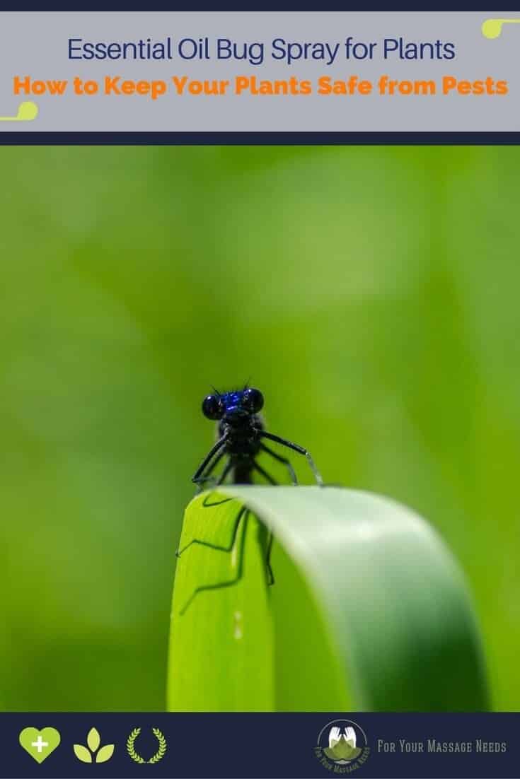 Essential Oil Bug Spray for Plants Essential Oil Bug Spray for Plants