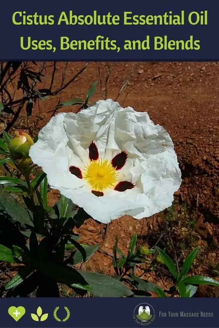 Cistus Absolute Essential Oil Cistus Absolute Essential Oil