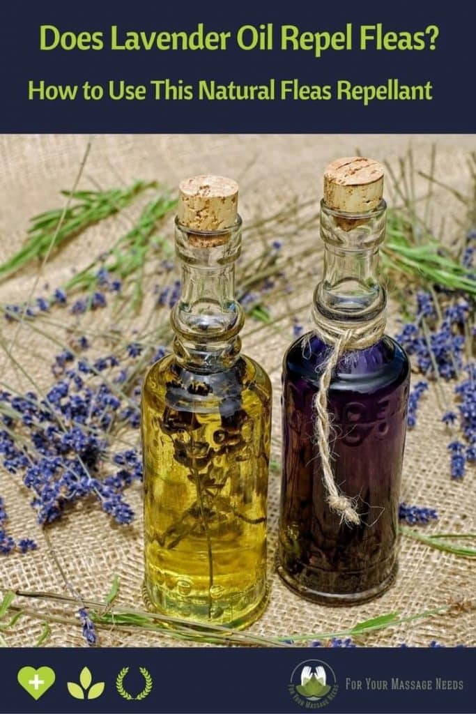 Does Lavender Oil Repel Fleas