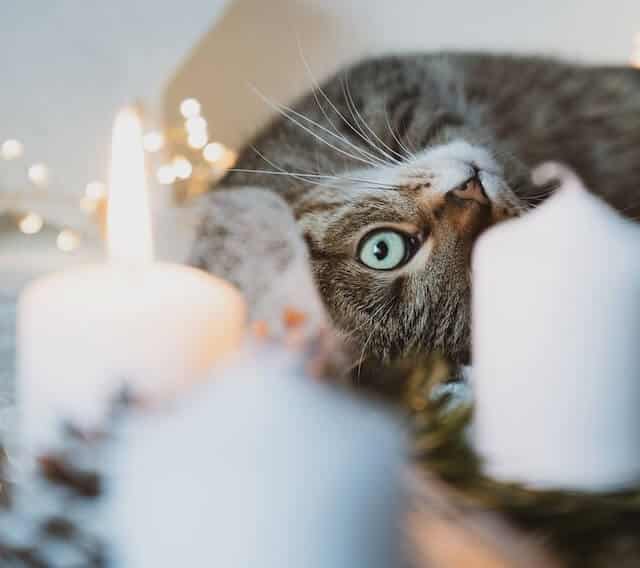 Are Candles with Essential Oils Safe for Cats (Potential Risks Explained) For Your Massage Needs