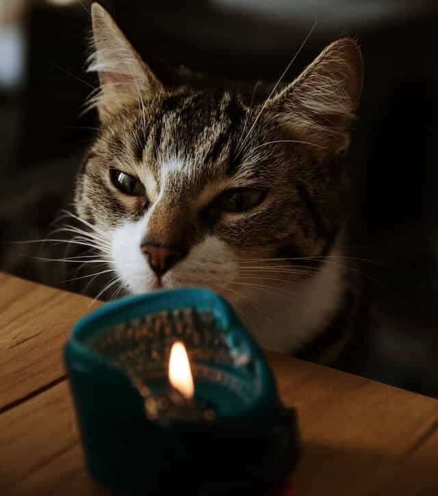 Are Yankee Candles Safe for Cats